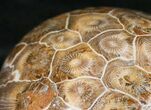 Beautiful Polished Fossil Coral Head - Morocco #16353-2